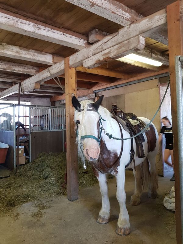 PÃ¥ Tjauls GÃ¥rd - Western-hÃ¤st-ridning
Fotograf: Sissel
Nyckelord: Ã¥rstrÃ¤ff2018