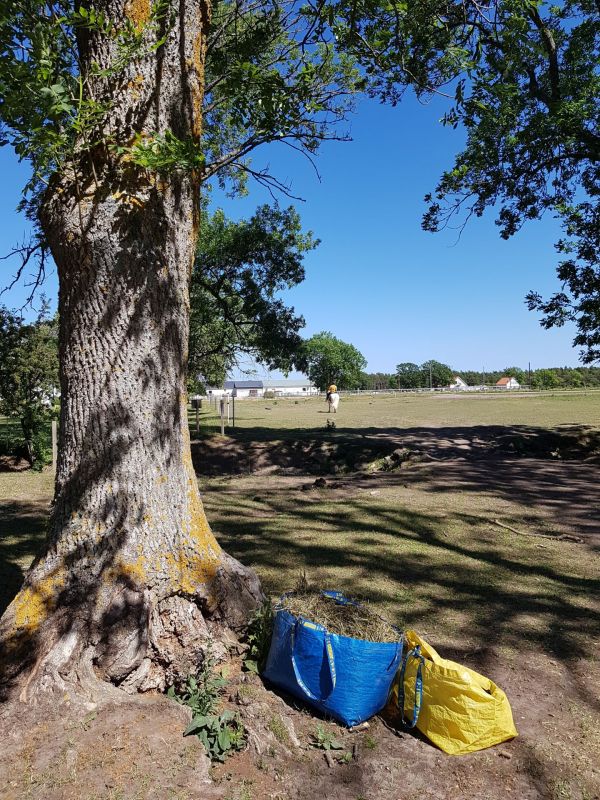 PÃ¥ Tjauls GÃ¥rd - Western-hÃ¤st-ridning
Fotograf: Sissel
Nyckelord: Ã¥rstrÃ¤ff2018