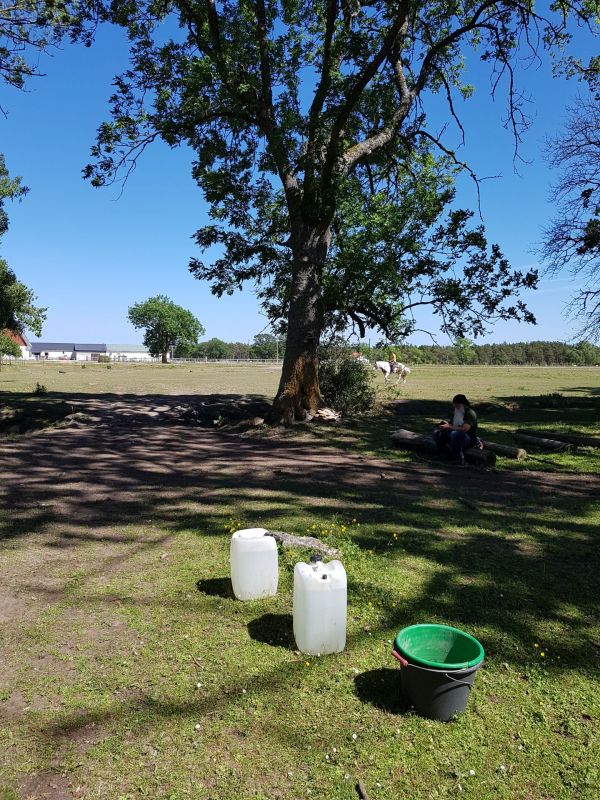 PÃ¥ Tjauls GÃ¥rd - Western-hÃ¤st-ridning
Fotograf: Sissel
Nyckelord: Ã¥rstrÃ¤ff2018