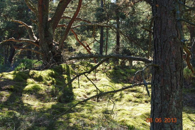 Foto: Sissel
Nyckelord: Ã¥rstrÃ¤ff2013