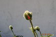 DSC_0044.JPG