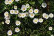 DSC_0103.JPG