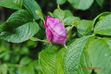 DSC_0104.JPG