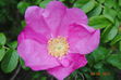 DSC_0105.JPG