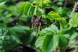 DSC_0115.JPG