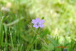 DSC_0133.JPG